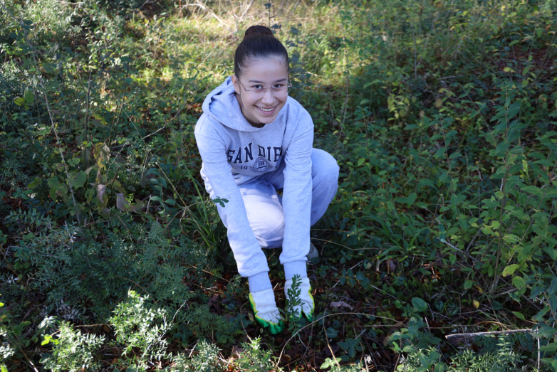 Возрождение абхазского самшита: ВААК продолжает проект по высадке деревьев