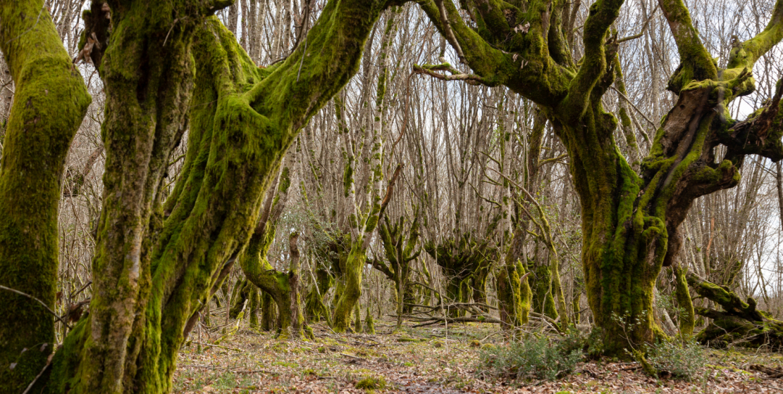 غابة في قرية غوادا ، منطقة أوتشامتشيرا في أبخازيا.