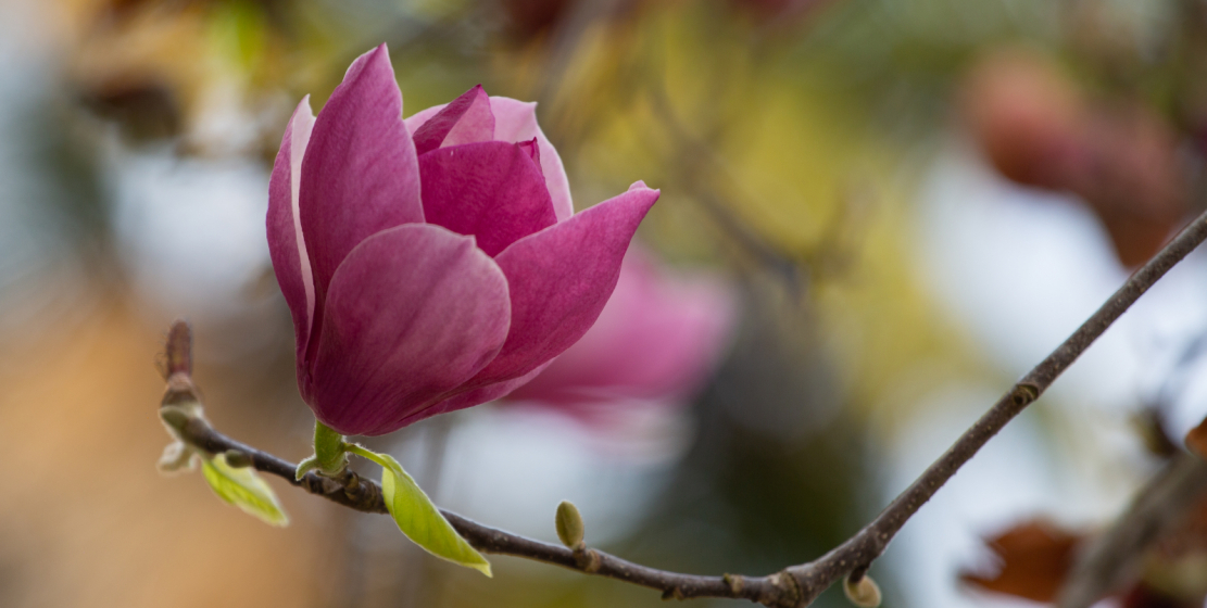 “It always seems to us that we are loved for being good. And we don’t know that they love us because they are good those who love us,” wrote Leo Tolstoy.  In the photo: Magnolia soulangeana.