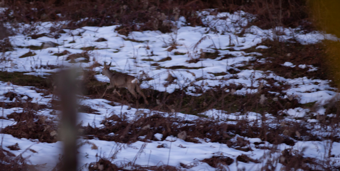 A rare shot. Caucasian roe deer against the background of melting snow in the forests of Abkhazia.