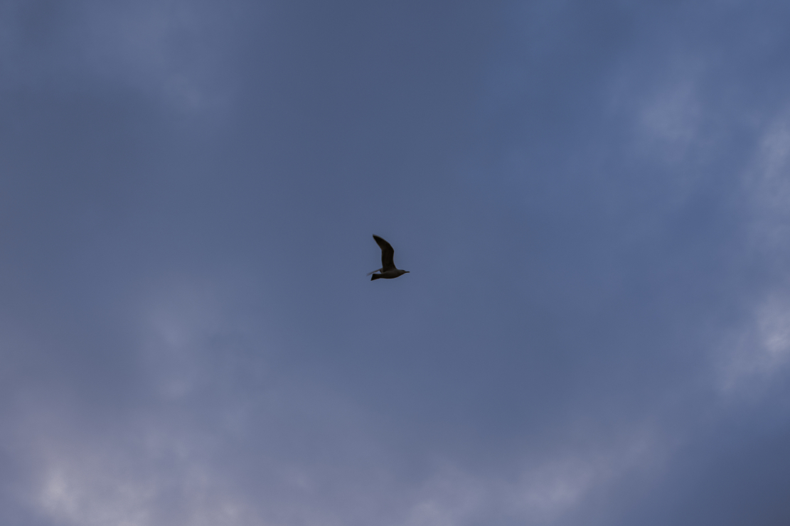 وماهذا - أليس هذا هو طائر النورس واسمه جوناثان ليفينجستون من القصة القصيرة لريتشارد باخ ،الذي  يقوم بأول رحلة شجاعة له، بعد ان أتقن فن الطيران؟