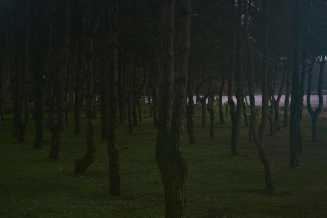 Словно исполины стройным рядом на берегу стоят деревья-защитники, расширяя ареал суши на берегу моря.