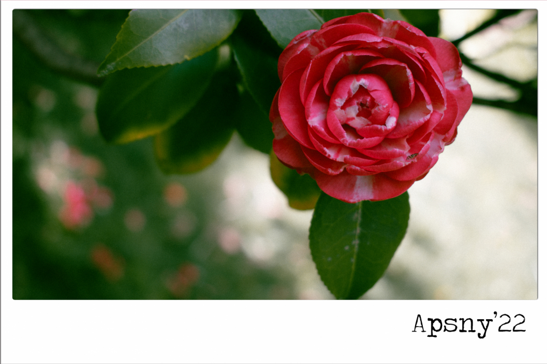 «Цветочная спираль», которая, в отличие от концентрических линий спирали гипноза (имеется в виду одна из техник Милтона Эриксона – прим. ред.) не усыпляет тебя, а вдохновляет, и приносит удовольствие взору.  На фото: Камелия японская / Camellia japonica