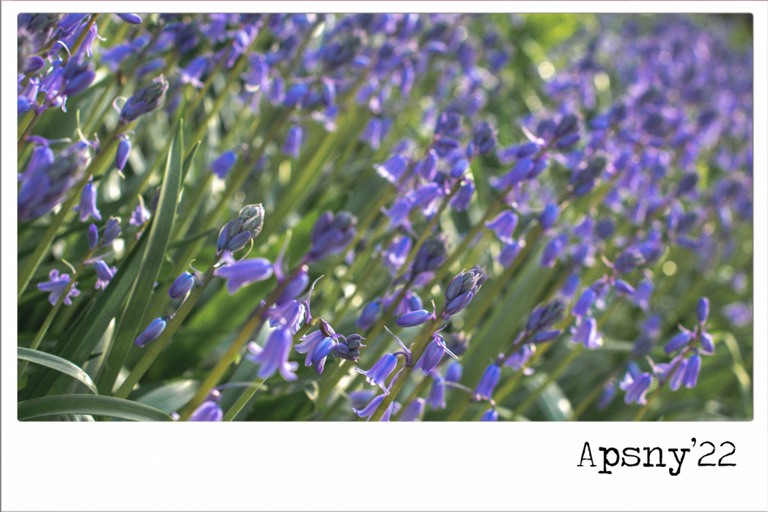 «Ассортимент» весенних цветов в Абхазии столь разнообразен, что найдется по сердцу каждому цветок.  На фото:  Гиацинтоидес неописанный / Hyacinthoides non-scripta
