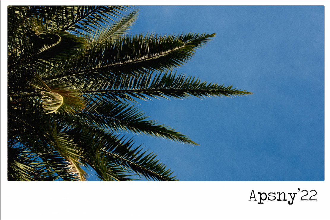 Abhazya'daki palmiye ağaçları da bir başka “ısı kaynağı”dır. Onların gözünde yılın herhangi bir zamanında ruhta güneşli olur. Fotoğrafta: Kanarya tarihi / Phoenix canariensis