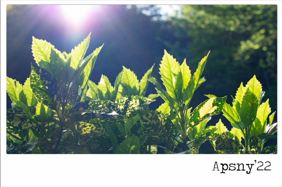 Все живое тянется к свету, солнце дарит жизнь. Приглядевшись к листьям этого растения, можно увидеть «сосуды», по которым циркулирует кислород.  На фото: Аукуба японская / Aucuba japonica