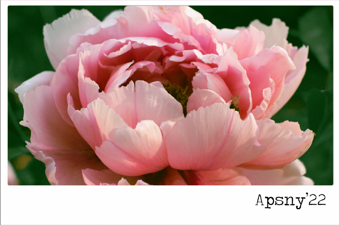 زهرة الفاوانيا الوردية الرقيقة تجعلك تستنشق الهواء من خلال فتحات الأنف ، كما لو انها مشبعة برائحة 