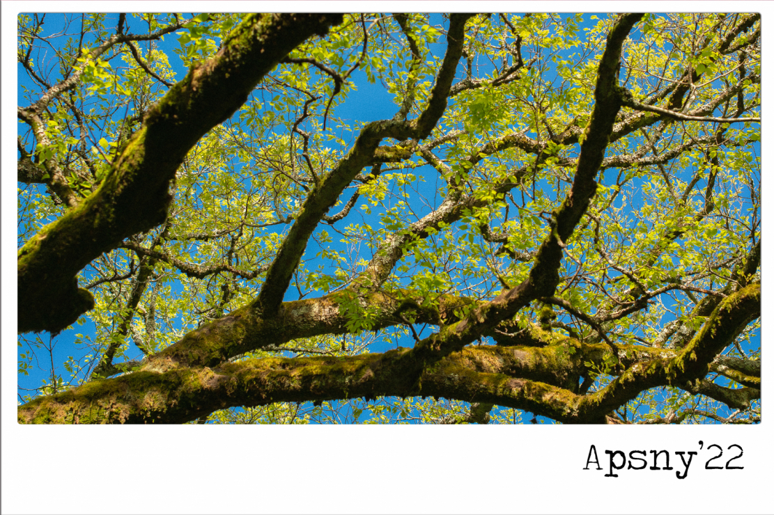 مؤلف هذه الصورة - هو بالتأكيد معجب بعمل فان غوغ ، حيث أنه يلتقط ألوان لوحاته في طبيعة أبخازيا. ويا له من تباين عمري في الصورة! أغصان الشجرة التي يزيد عمرها عن مائة عام - والأوراق الصغيرة التي نمت بالكاد من البراعم. في الصورة : زيزفونة تبلغ من العمر 350 عامًا ، تنمو في حديقة سوخومي النباتية