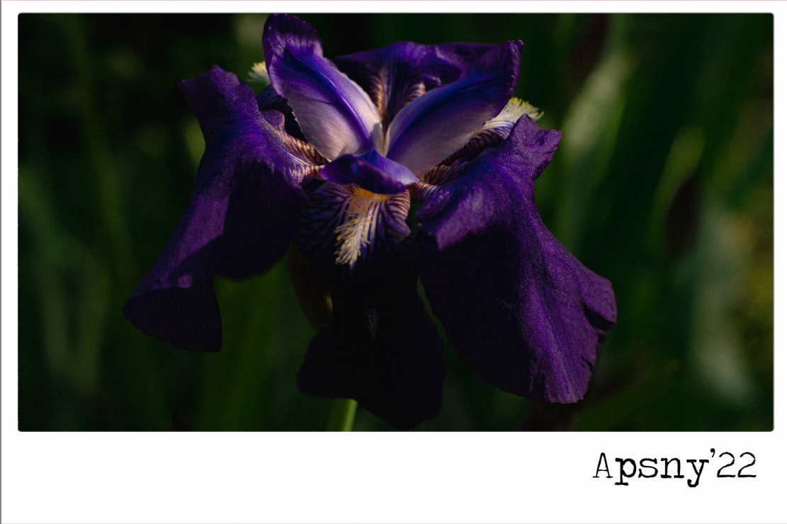 Iris is a symbolic flower for many cultures. For example, in Japanese culture it is a symbol of exquisite experiences, refined sensuality. As for Abkhazia, here it does not have any special symbolism, but is planted for the sake of beauty and aroma.  In the photo: Iris germanica