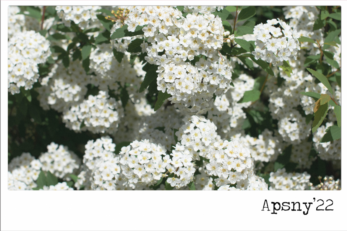 الزهورهي متعة إضافية للمتنزهون في الازقة الصغيرة في سوخومي. Spiraeaprunifolia ورقة سبيريا البرقوق /